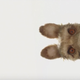 Illustration for article titled Wes Anderson Just Announced the Title and Cast of His New Stop-Motion Animated Movie